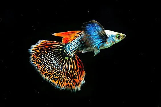 Guppy