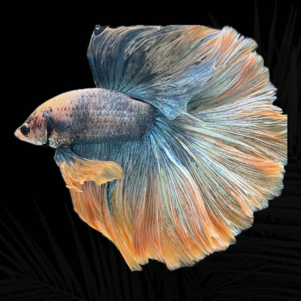 Competition Bettas