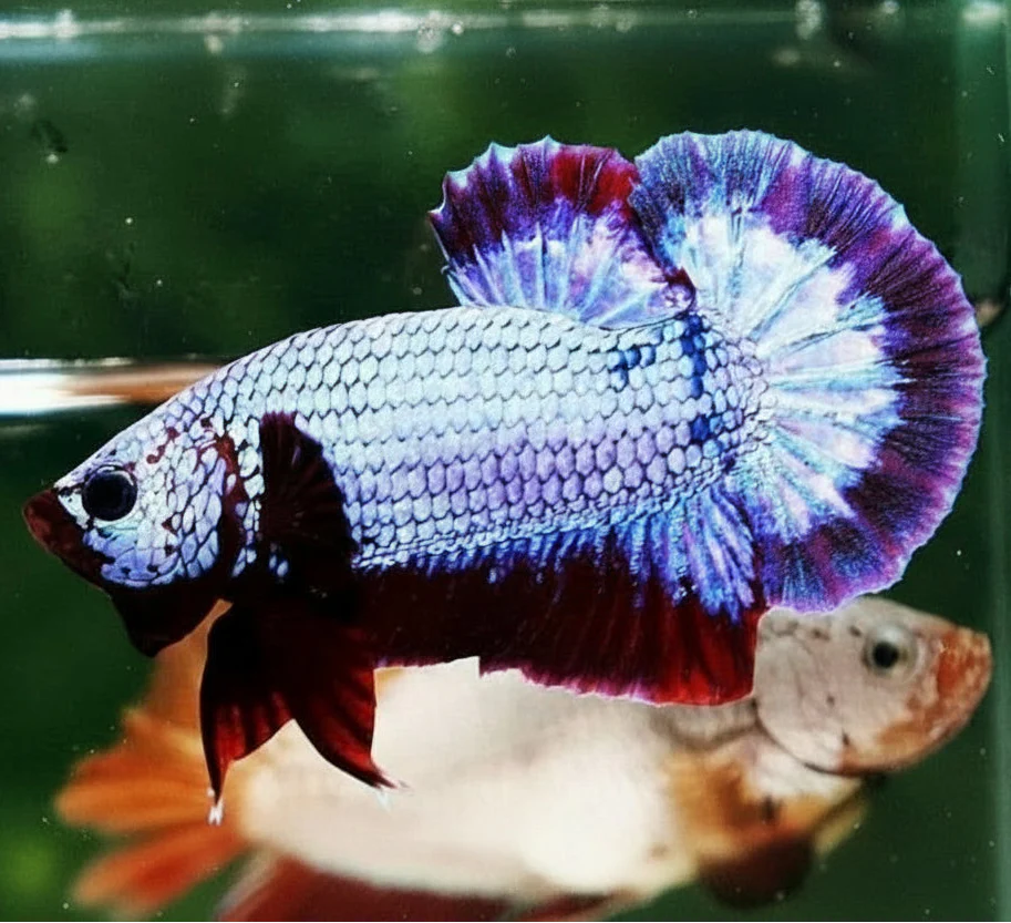 Halfmoon Plakat Bettas