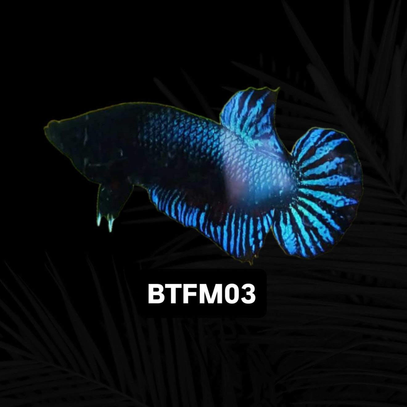 Blue Fighter Betta