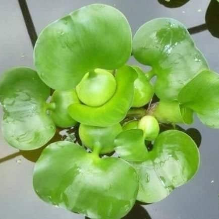 Water Hyancinth - Easy Floating Live Pond Plant
