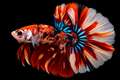 Galaxy Koi