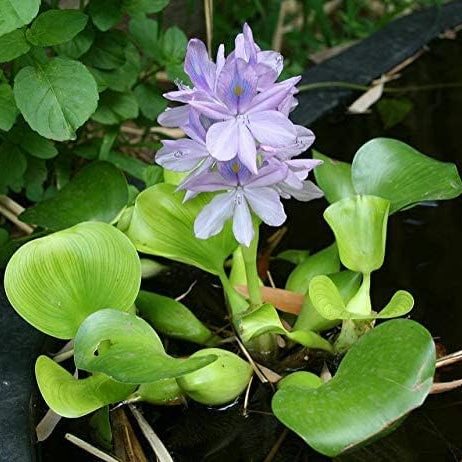 Water Hyancinth - Easy Floating Live Pond Plant