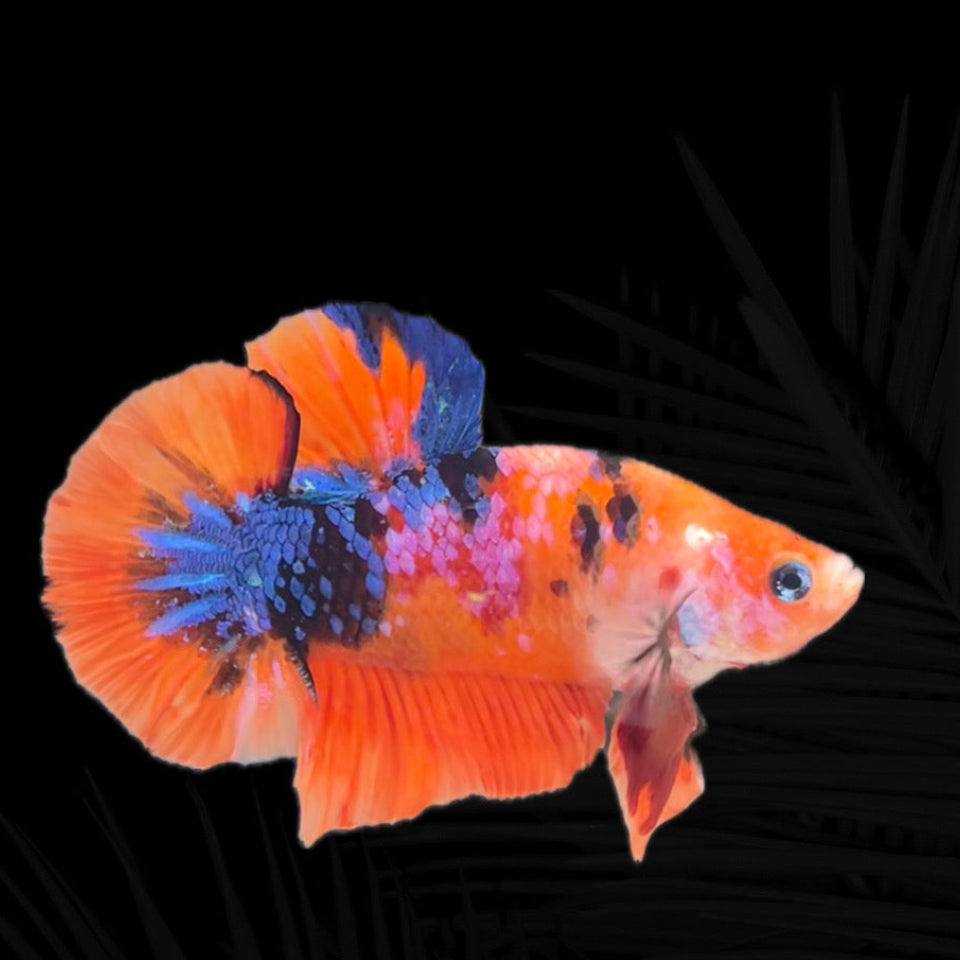 Galaxie Koi Orange