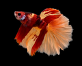 Koi Madacascar Halfmoon