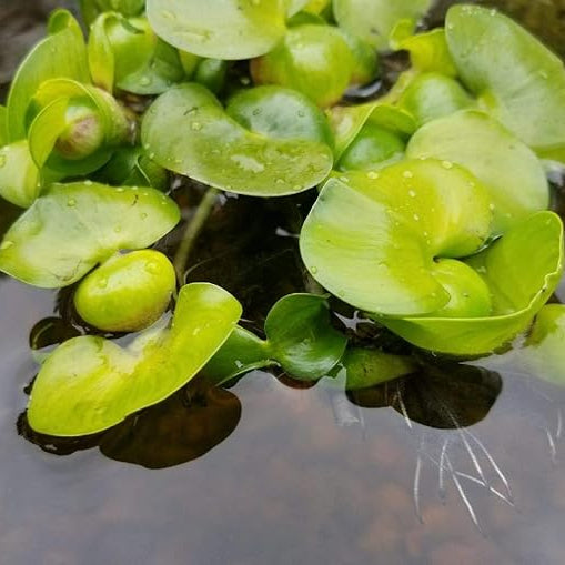 Water Hyancinth - Easy Floating Live Pond Plant