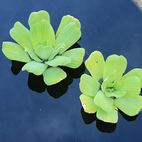 Floating Plants for Water Gardens and Ponds (Water Lettuce)