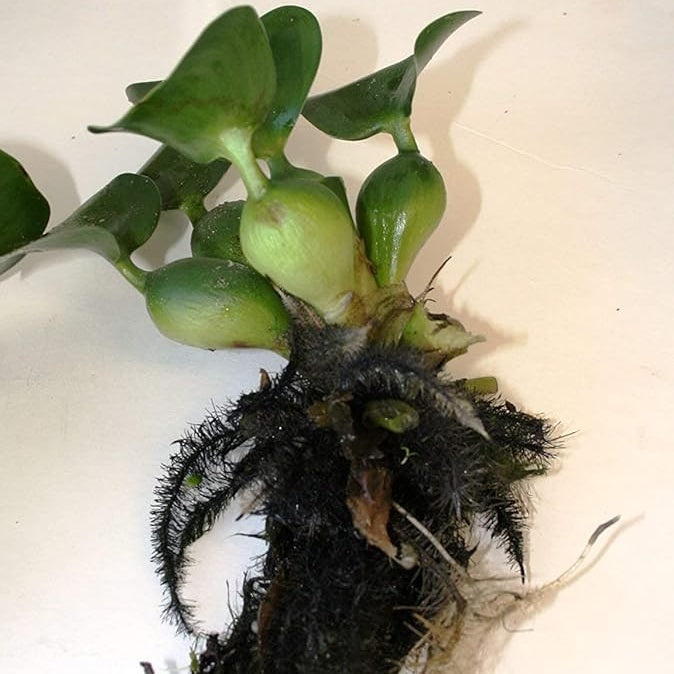 Water Hyancinth - Easy Floating Live Pond Plant