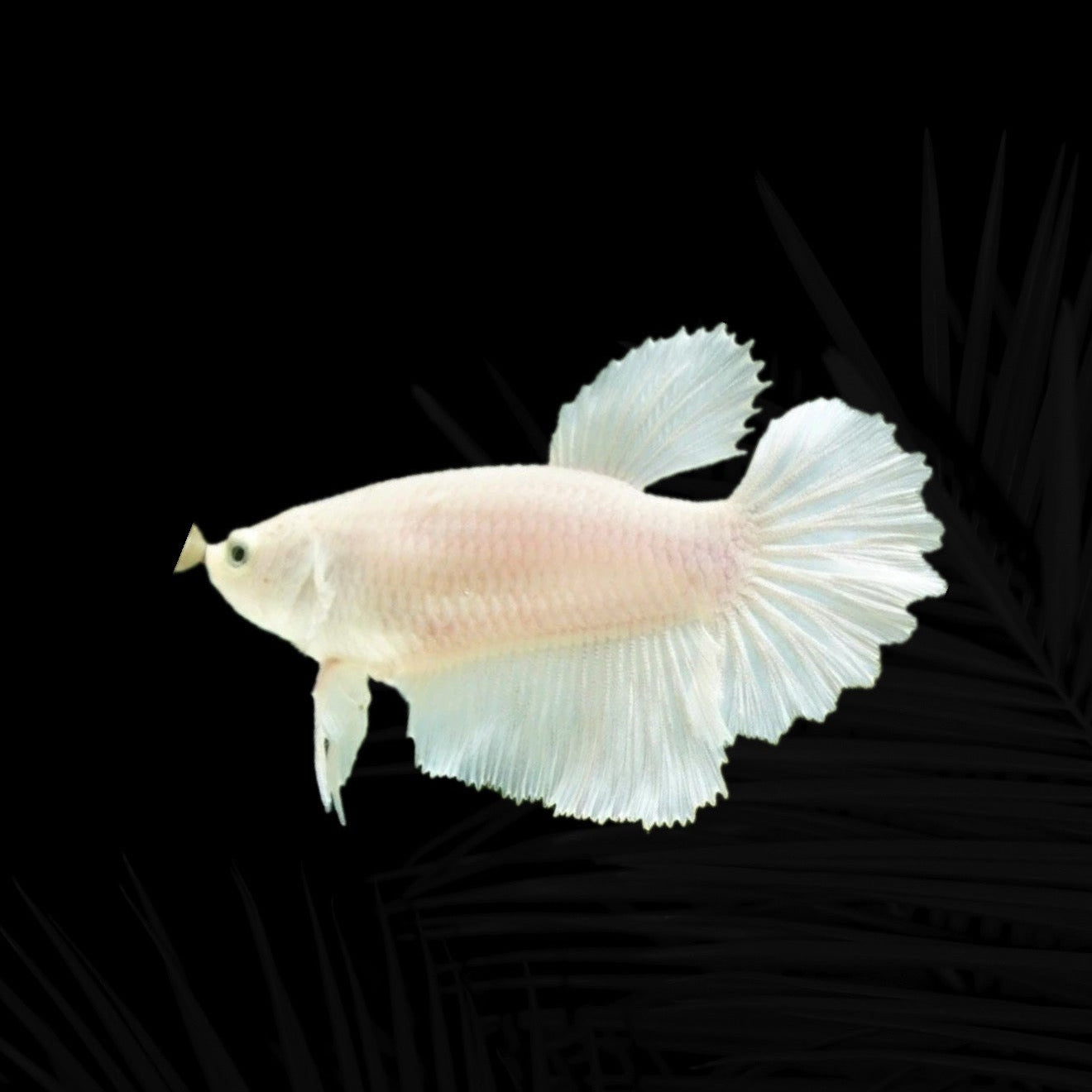 White Platinium Halfmoon