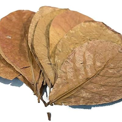 Almond Leaves L-XL 15 Leaves