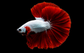 Red Dragon