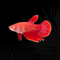 Half moon Super Red