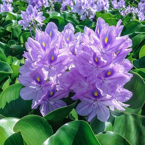 Water Hyancinth - Easy Floating Live Pond Plant