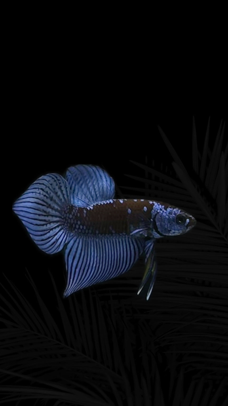 Alien x Samurai Blue