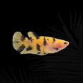 Jaguar Koi