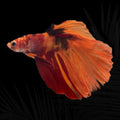 Koi HM Hight Grade