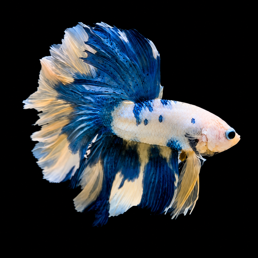 Marble