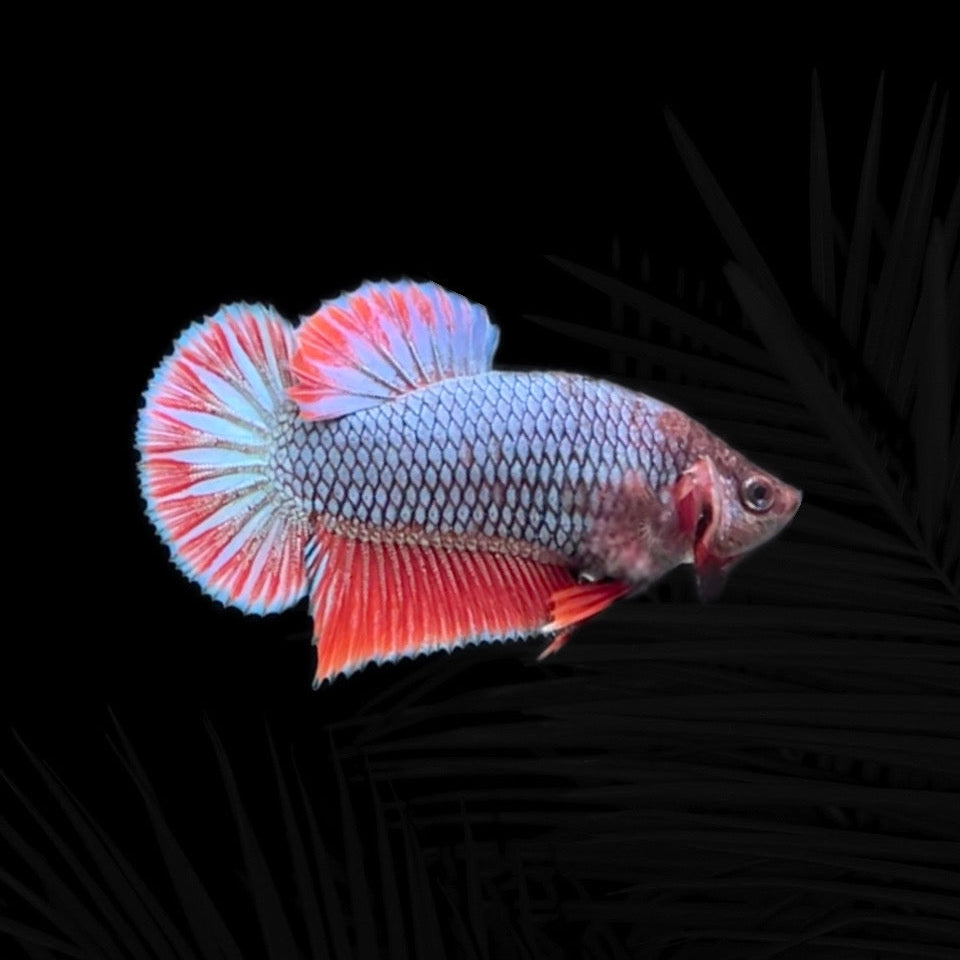 Hight Grade hmpk tricolor