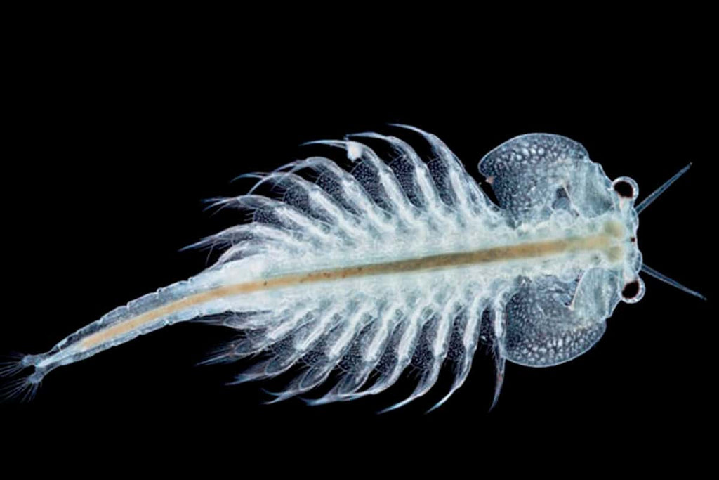 Tropical Shrimp Cuisine Fish Food 2 LB