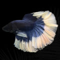 Butterfly Halfmoon