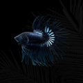 King Crowntail Black