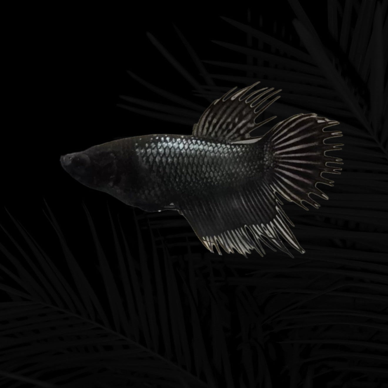 King Crowntail Black