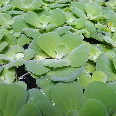 Floating Plants for Water Gardens and Ponds (Water Lettuce)