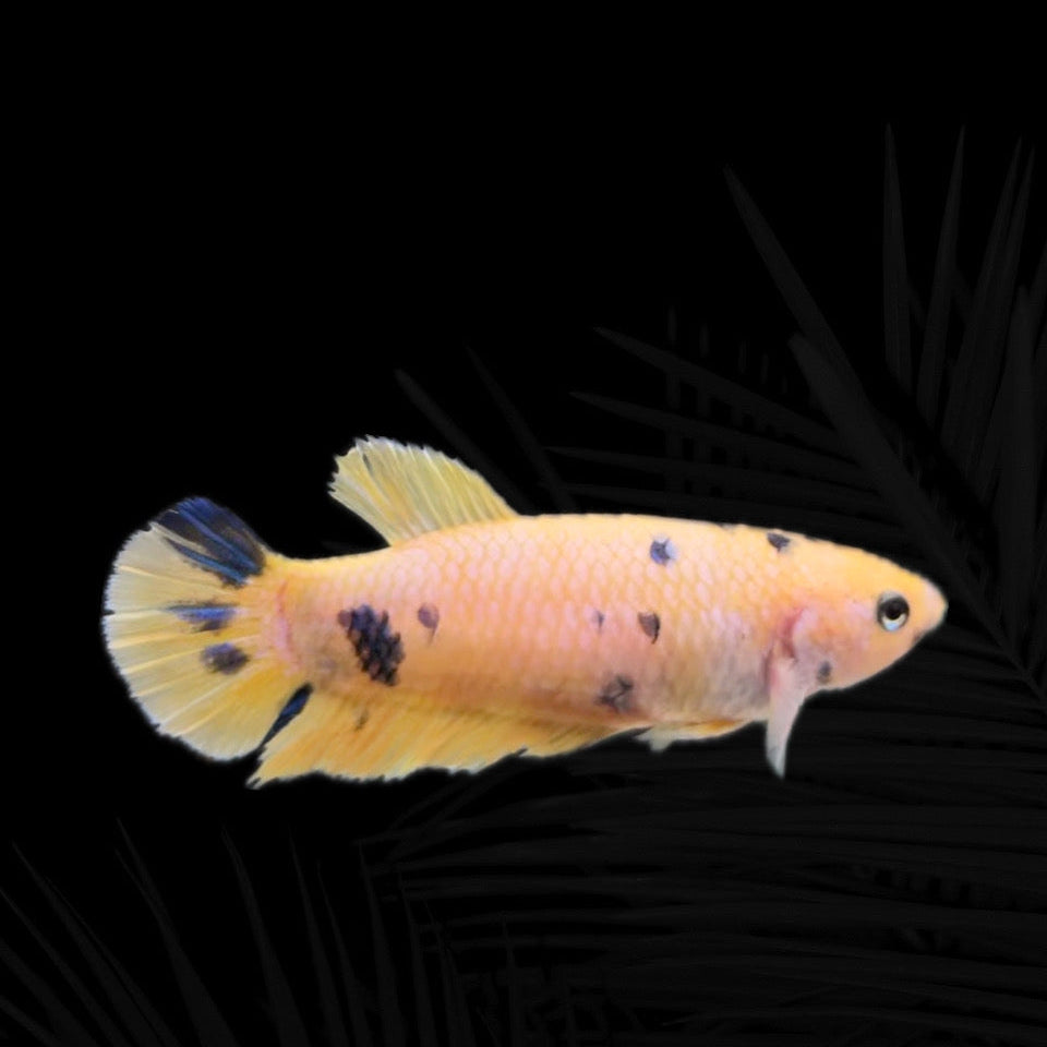 Yellow koi hmpk Dálmata