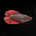HALFMOON HM IRON
