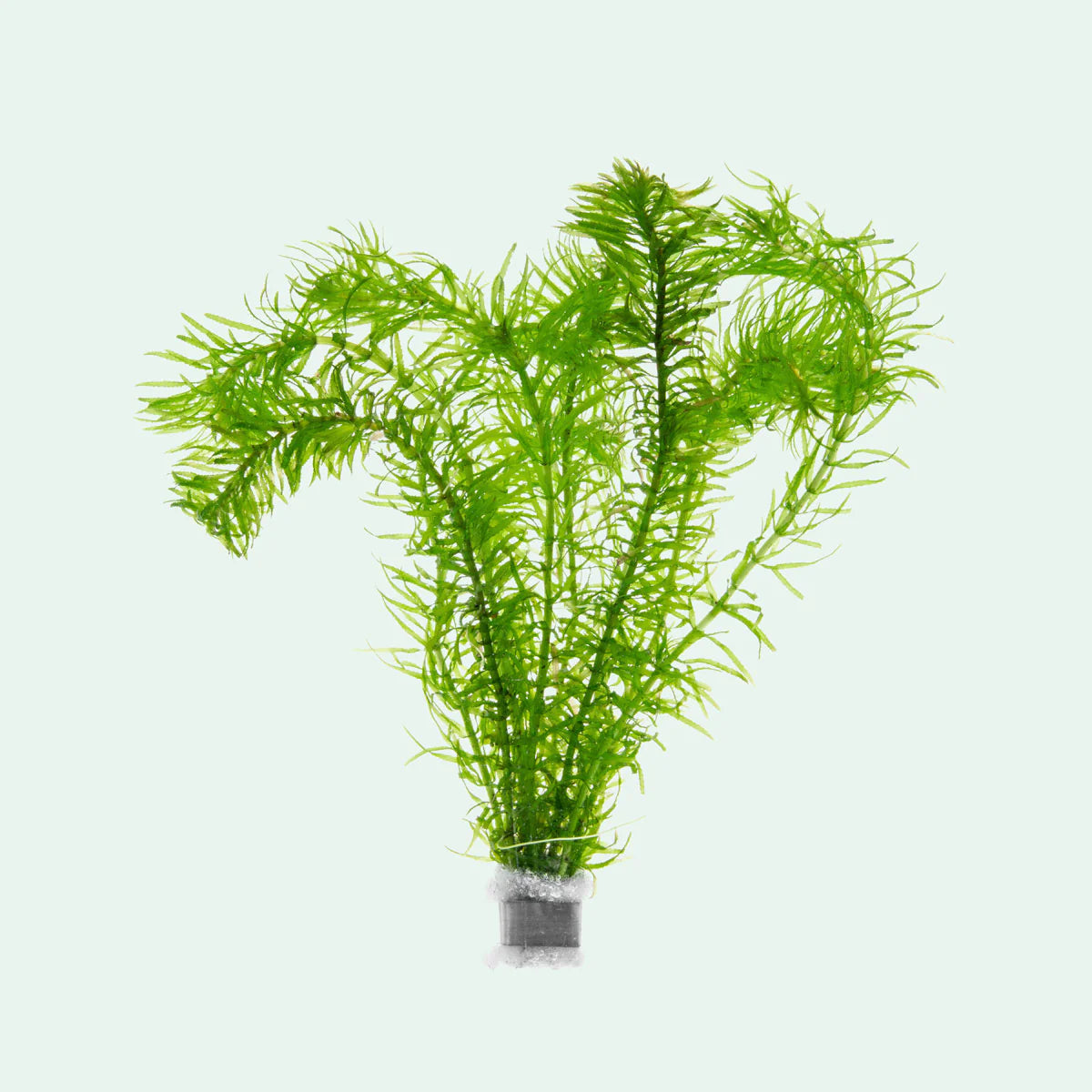 Anacharis / Alga acuática