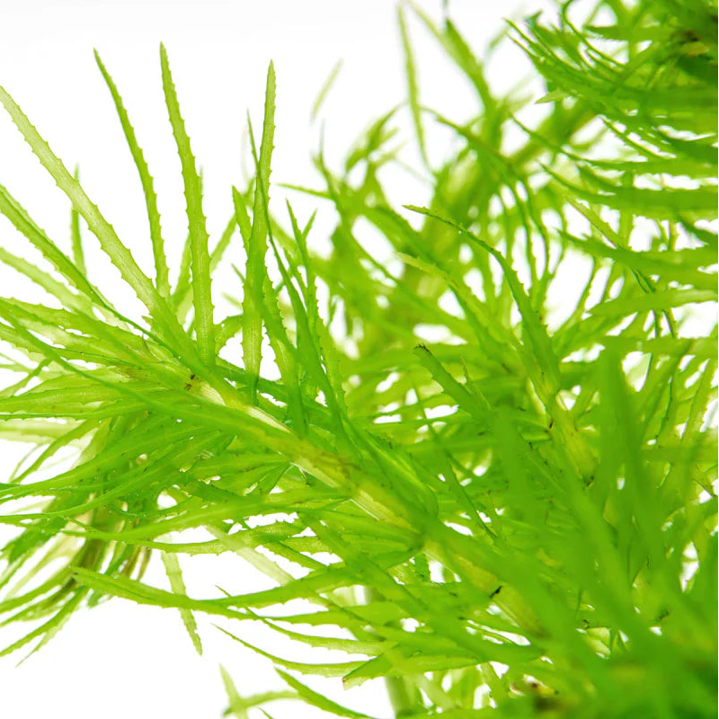 Anacharis / Alga acuática