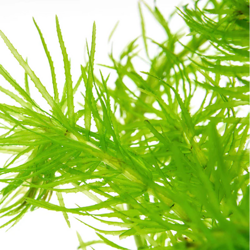 Anacharis / Alga acuática