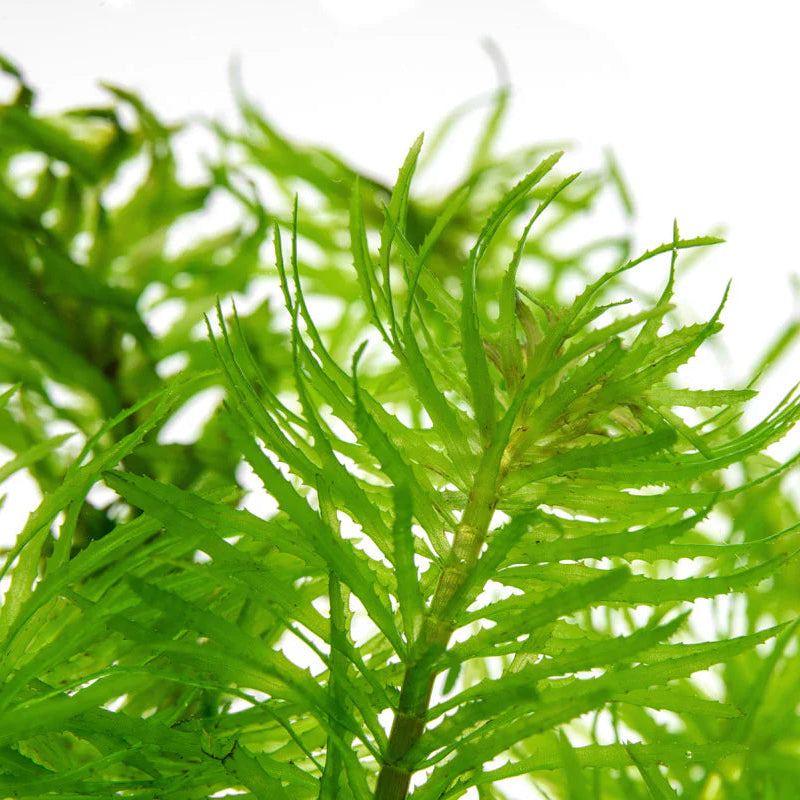 Anacharis / Alga acuática