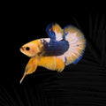 Hellboy Yellow HMPK