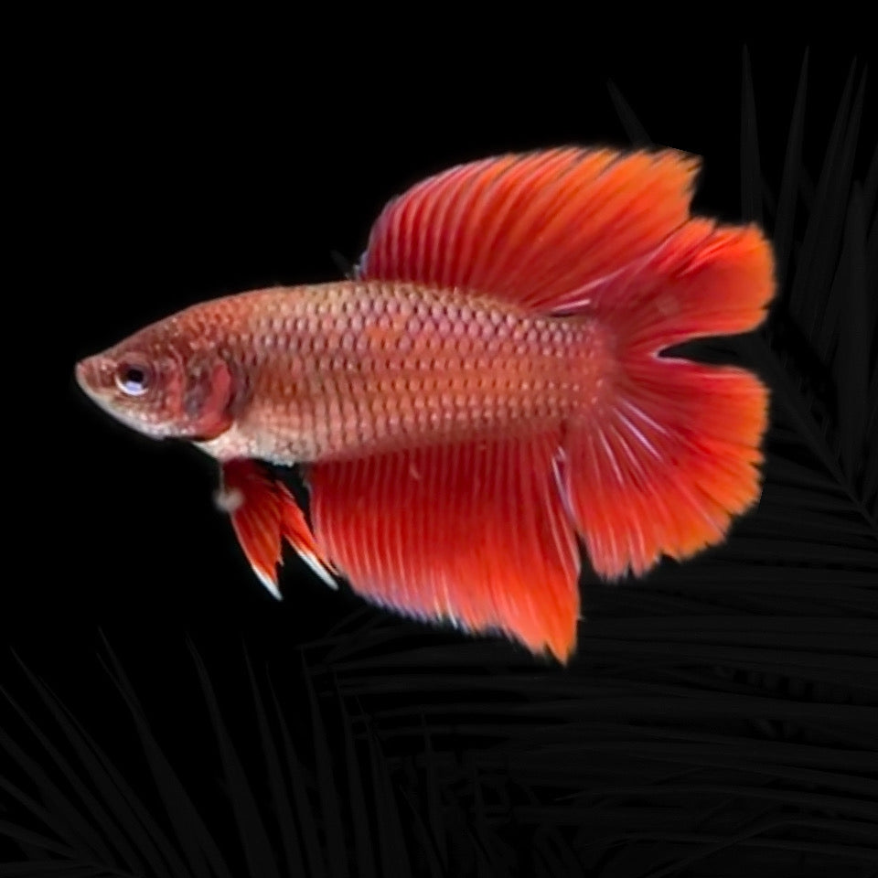 Hmpk Red Double Tail