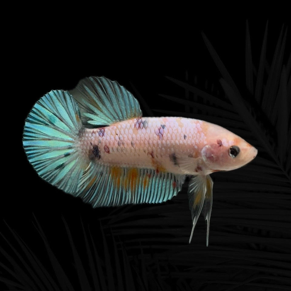 King Betta Giant Koi