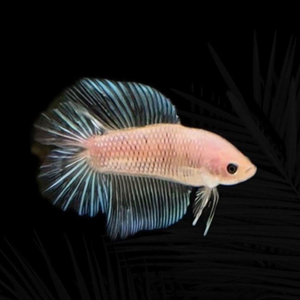 Koi Celophan Double Tail