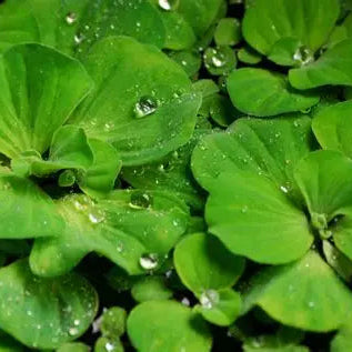 Floating Plants for Water Gardens and Ponds (Water Lettuce)