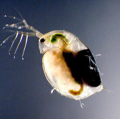 500 Live Daphnia Magna (Popular Water Fleas) By Bettas Farm Miami