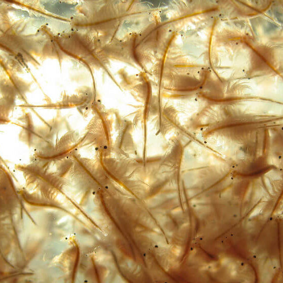 Tropical Shrimp Cuisine Fish Food 2 LB