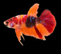 Koi Multicolor HMPK