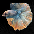 Yellow Mascot Halfmoon