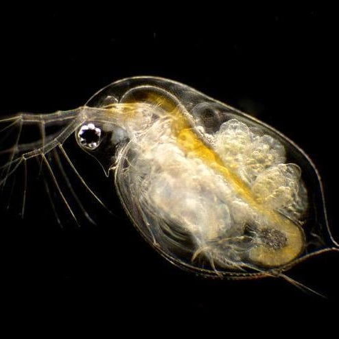 500 Live Daphnia Magna (Popular Water Fleas) By Bettas Farm Miami