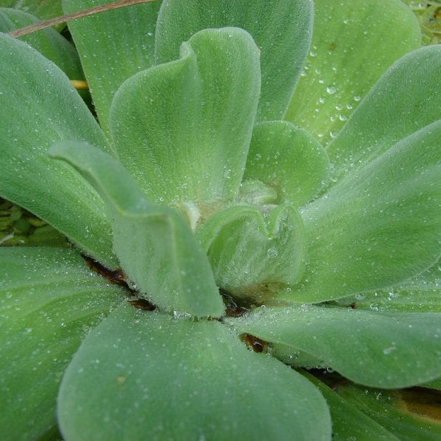 Floating Plants for Water Gardens and Ponds (Water Lettuce)